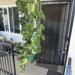 House Plant