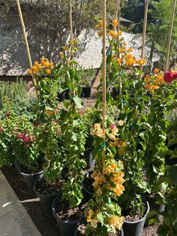 Bougainvillea sale