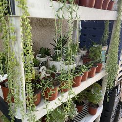 Cactus and Succulent’s 🌵