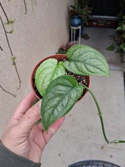 Monstera Siltepecana Plant $15