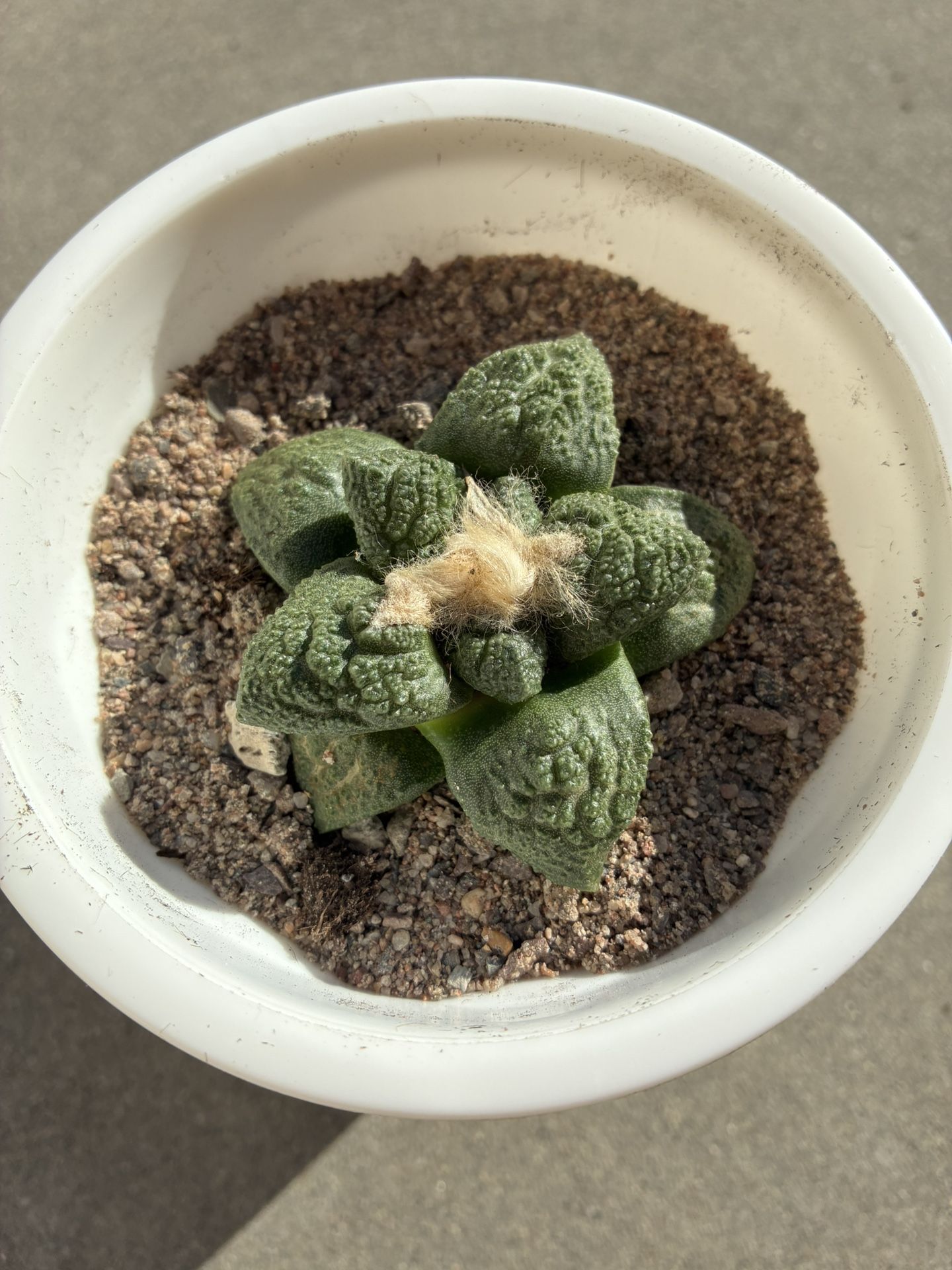 Ariocarpus Godzilla Rare Cactus Succulent Plant 