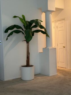 Large Banana Tree Plant in White Pot