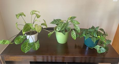 House plants