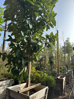 Guallabo Blanco Tree