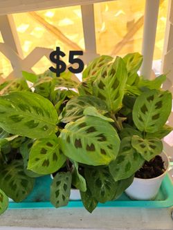 Marantas variegadas