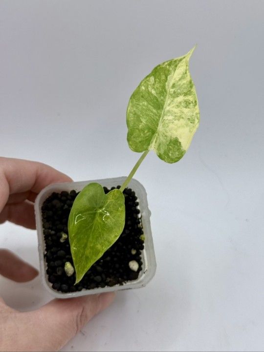 Alocasia Gageana Aurea
