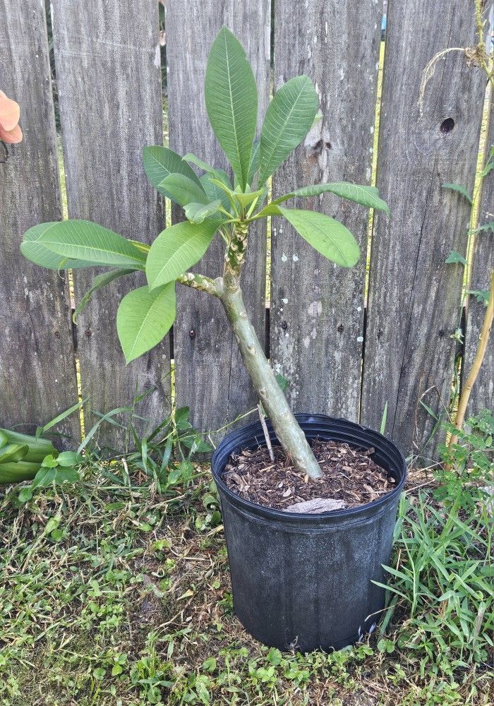 Plumeria