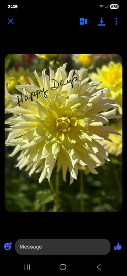 Dahlia Plants Decorative Happy Day $5