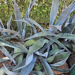 10 Agaves.  Not On Pot All For 20 