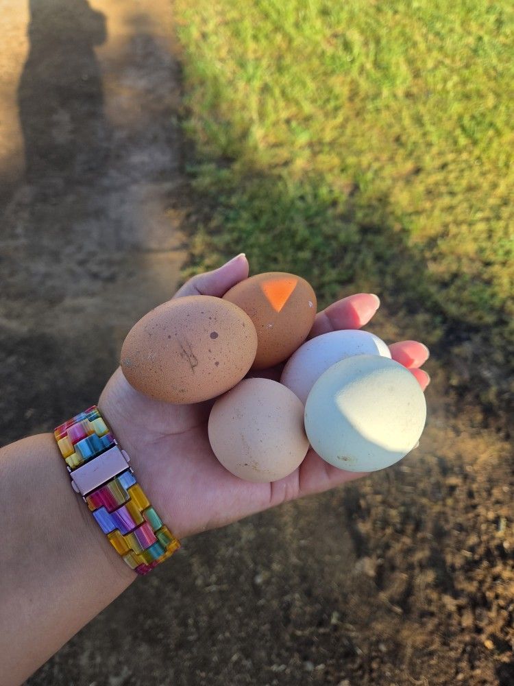 Farm Fresh Eggs π₯