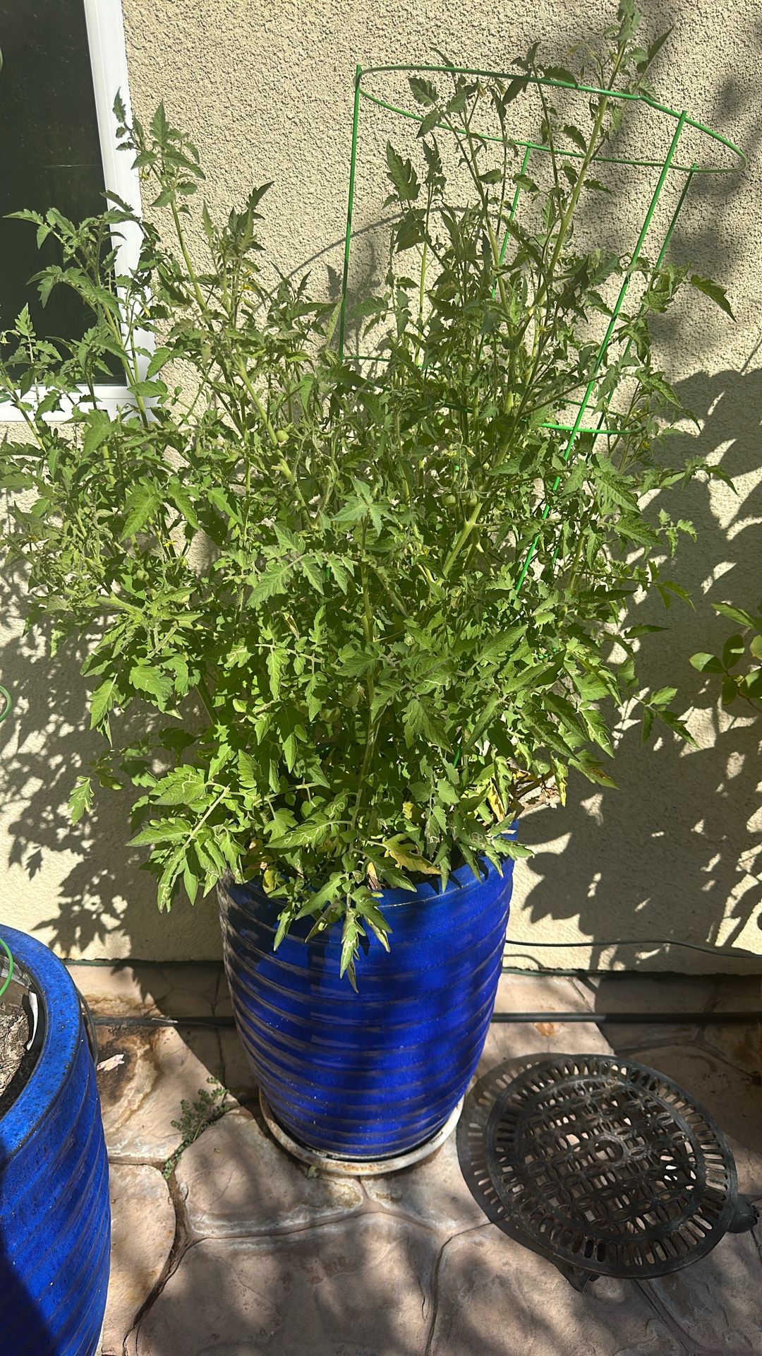 Tomato Plant With Pot And trellis OBO