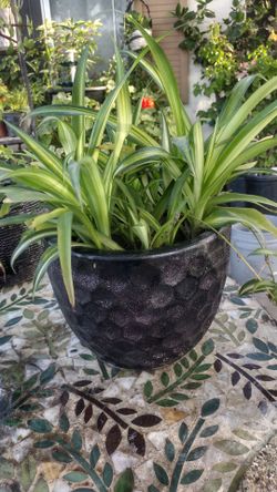 Spider plant natural