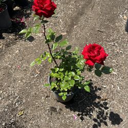 Rose Bush