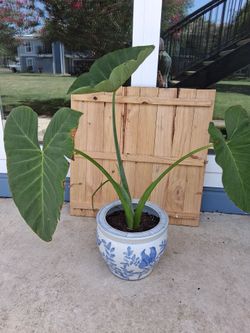 Elephant Ear Garden Plant