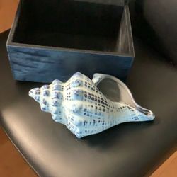 Blue And White Shell With Gift Box
