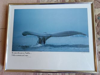 Framed Photograph "Whale's Tail" by Tom Bean