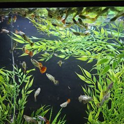 Guppy Fish Aquarium
