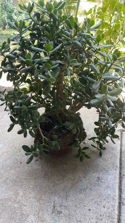 Jade  arbolito 🌲