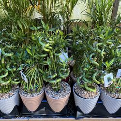 Lucky Bamboo In Ceramic Pot ( Different Shapes) SPECIAL PRICE!🤩