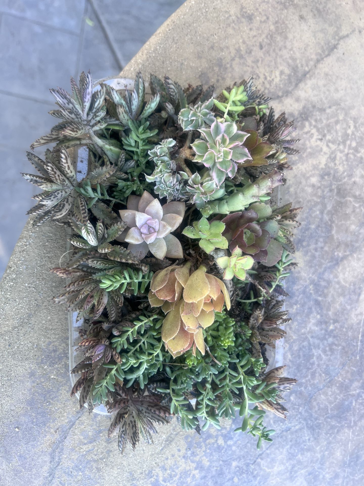 Tray of miniature succulents