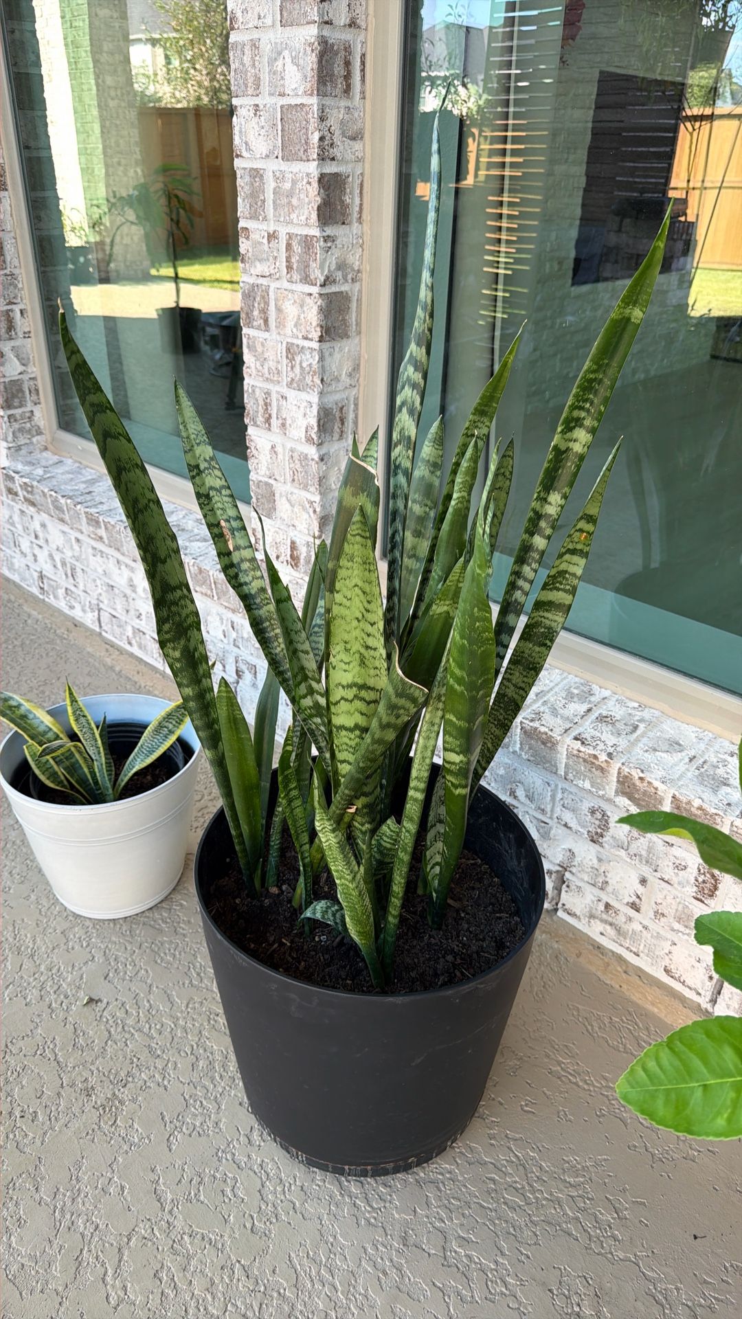 Snake Plant 3 Ft