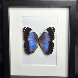 Framed Morpho helenor violaceus