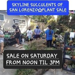 PLANT SALE  IN SAN LORENZO DM ME FOR APPT