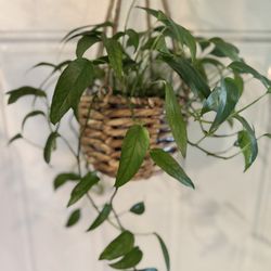 Skeleton Key Pothos In Hanging Basket Indoor Houseplant Plant tropical 
