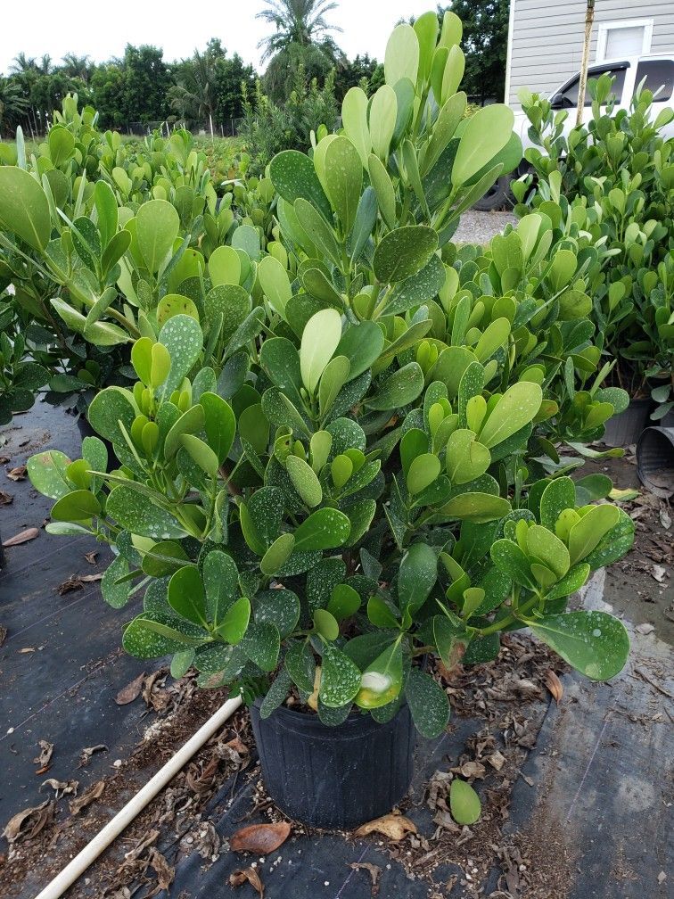 Clusias Plants For Inmediate Privacy! 3 Feet Tall