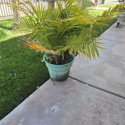 Palm Tree Pot 
