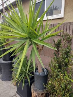 Yucca Plant