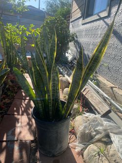 Snake plant $10 pots