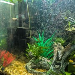 55 Gallon Tank With Stand