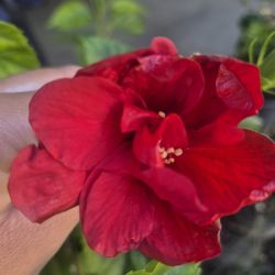 Hibiscus 