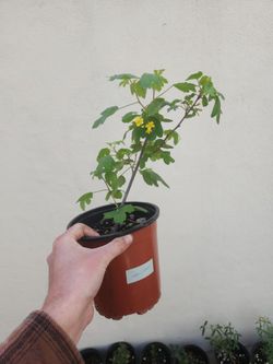 California Native Plants