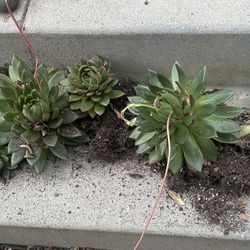 Free Succulents 