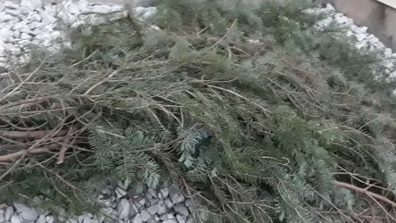 Spruce Tree Branches 