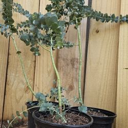 LIVE PLANT 2ft Eucalyptus cinerea silver dollar tree argyle apple mealy strinbar