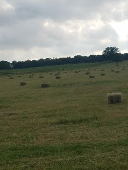 Coastal hay in waller