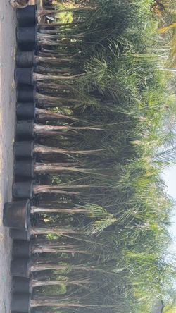 Queen palms