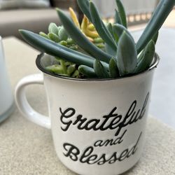 Succulents arrangements. $10 each for Mother’s Day.