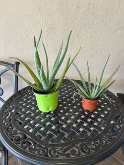 Aloe Vera Plant