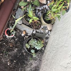 Natural Succulent Plant