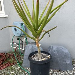 Aloe Barberae In 15gal Pot