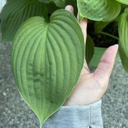 Hosta Plant 30” Around 