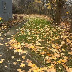 Rake Leaves