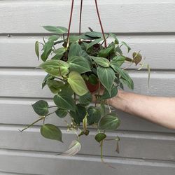 6” Trailing Micans Philodendron