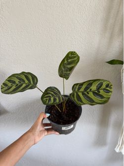 Calathea 6” Pot