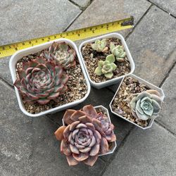 4 succulents