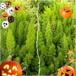 FOXTAIL FERN PRIVACY HEDGE PLANTS 3GL $6